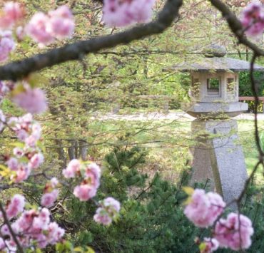 Setagaya Park Bridge Cherry Blossoms Sculpture View