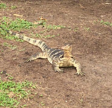 Bangkok Off the Beaten Paths - Meet the Lizards in Lumpini Park Lizard Sitting by Lake