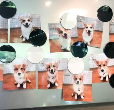 Corgi in the Garden Is the Corgi Café in Bangkok Worth Visiting Photo Wall